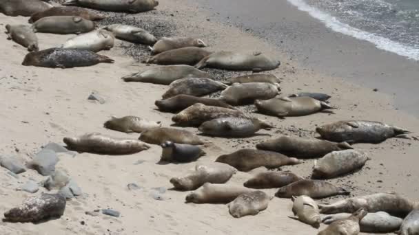 Leones marinos y focas en la playa — Vídeo de stock