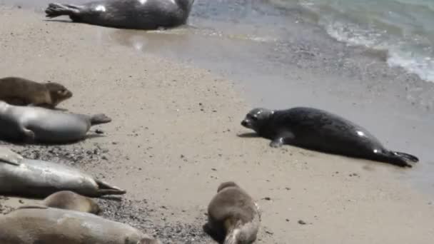 Leoni marini e foche sulla spiaggia — Video Stock