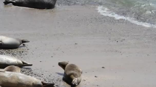 Leoni marini e foche sulla spiaggia — Video Stock