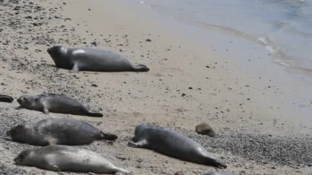 Zeeleeuwen en zeehonden op het strand — Stockvideo