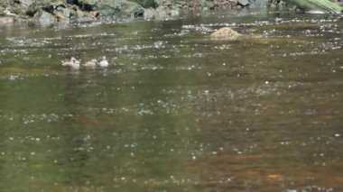 Alaskan doğa ve yaban hayatı