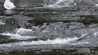 Alaskan doğa ve yaban hayatı