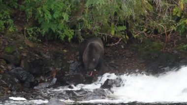 Alaska ayıları