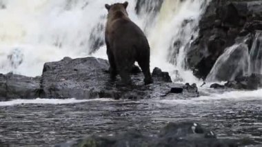 Alaska ayıları