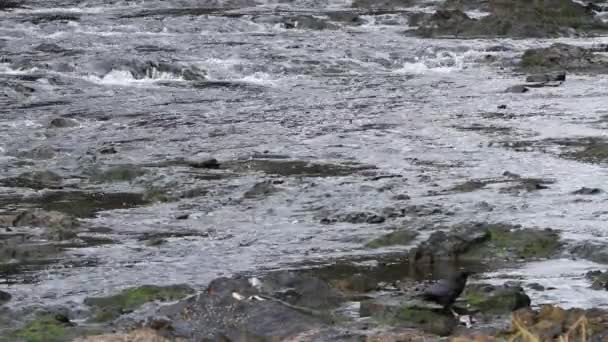 Naturaleza y vida silvestre de Alaska — Vídeo de stock