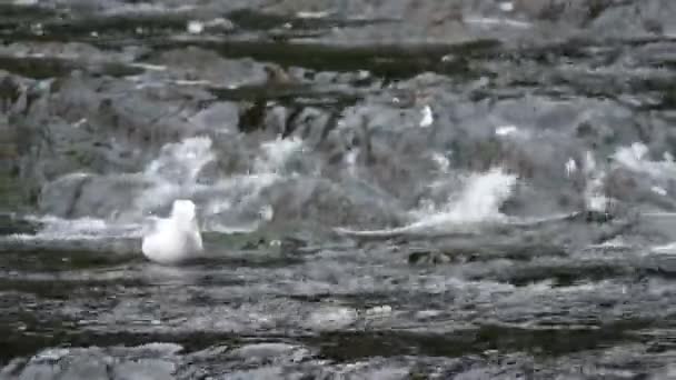 Naturaleza y vida silvestre de Alaska — Vídeo de stock