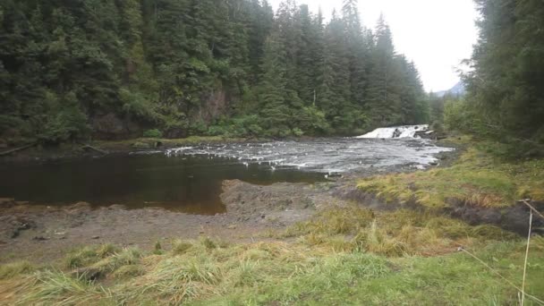 Alaskan nature and wildlife — Stock Video