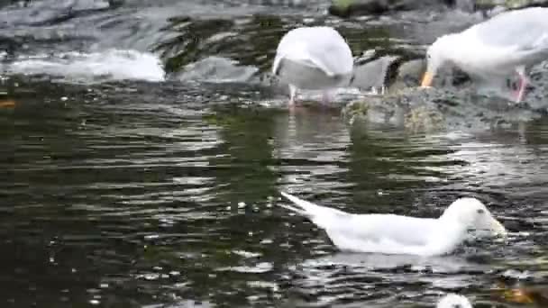 Alaskan natur und wildtiere — Stockvideo