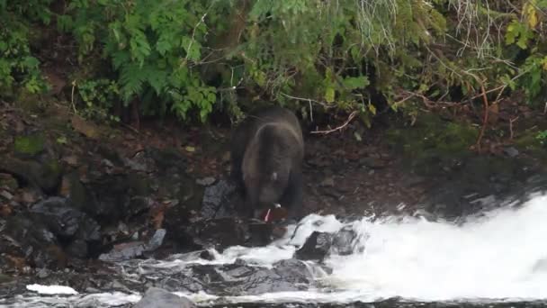 Urși în Alaska — Videoclip de stoc