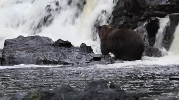 Alaskan nature and wildlife — Stock Video