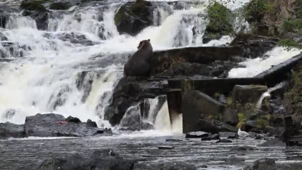 Bären in alaska — Stockvideo