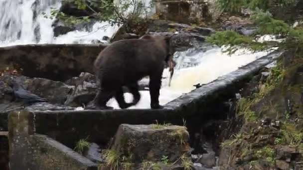 Bears in alaska — Stock Video