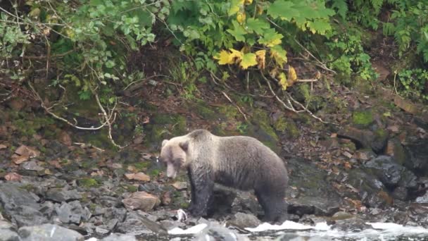 Beren in Alaska — Stockvideo