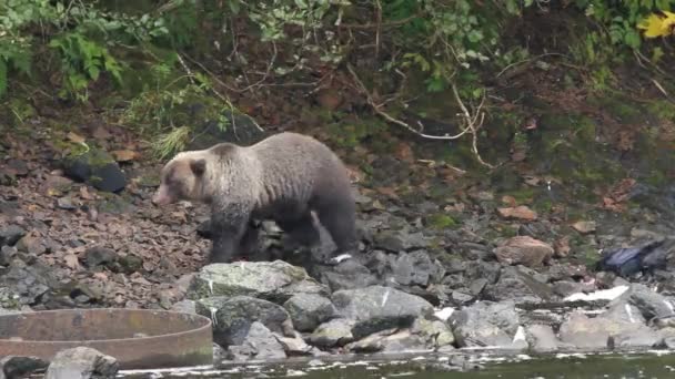 Ведмеді на Алясці — стокове відео