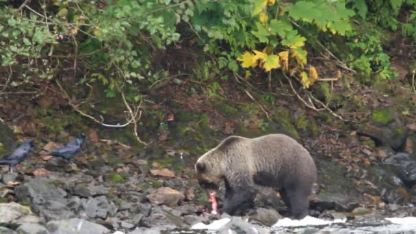 Beren in Alaska — Stockvideo