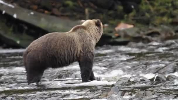 Osos en Alaska — Vídeo de stock