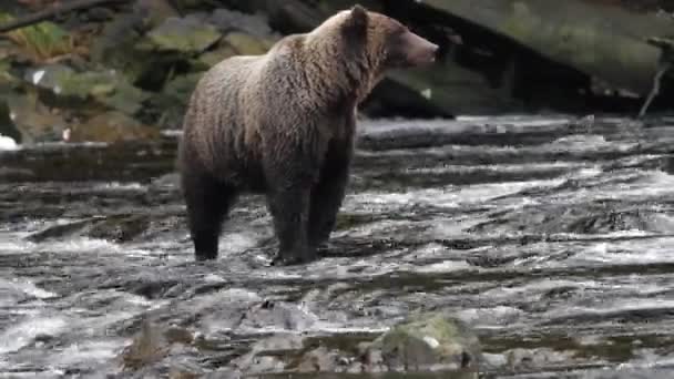 Ursos no Alasca — Vídeo de Stock