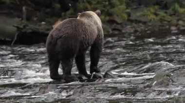 Alaska ayıları