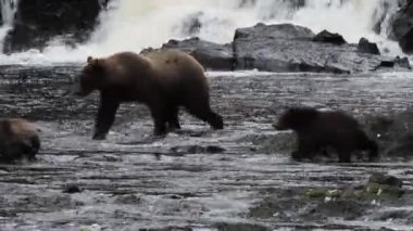 Alaska ayıları