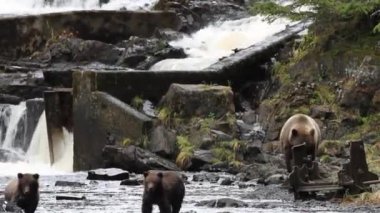 Alaska ayıları