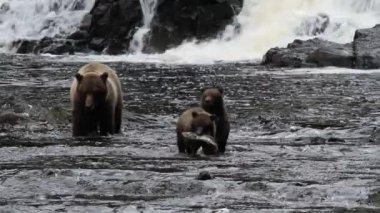 Alaska ayıları