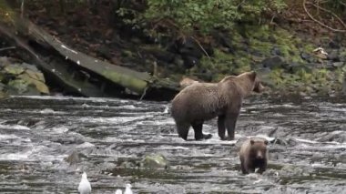 Alaska ayıları
