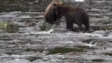 Alaska ayıları