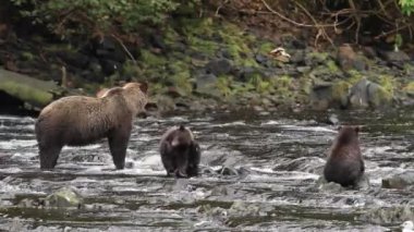 Alaska ayıları