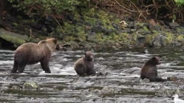 Alaska ayıları