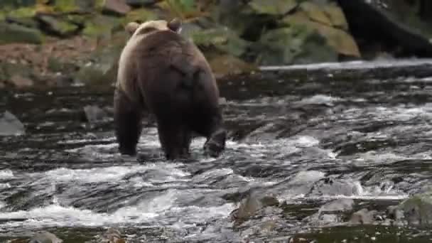 Osos en Alaska — Vídeo de stock
