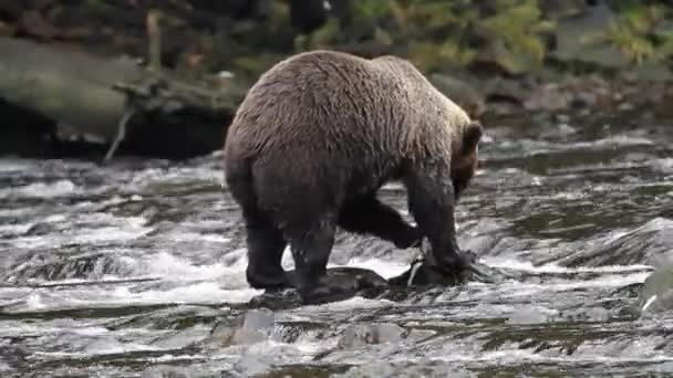 在阿拉斯加的熊 — 图库视频影像