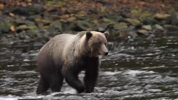 Bären in alaska — Stockvideo