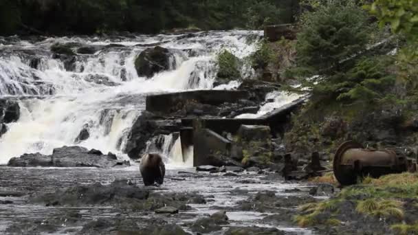 Beren in Alaska — Stockvideo