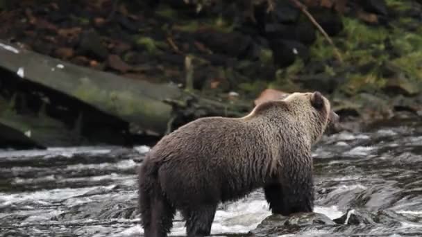 Osos en Alaska — Vídeos de Stock