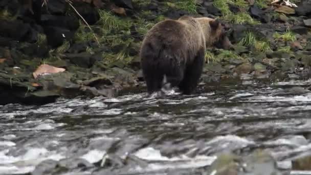 Bären in alaska — Stockvideo
