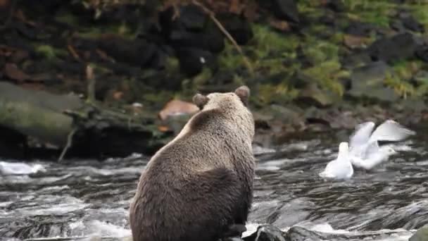 在阿拉斯加的熊 — 图库视频影像