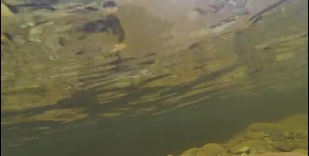 Fiskar under vattnet — Stockvideo