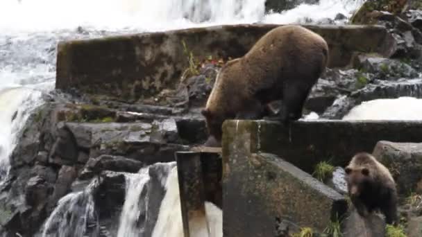 Medvědi na Aljašce — Stock video