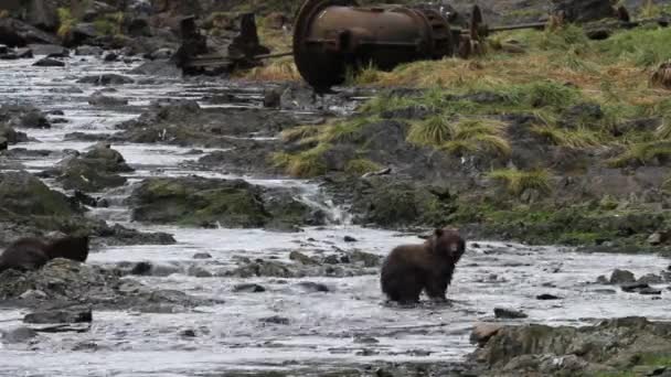 Bears in alaska — Stock Video