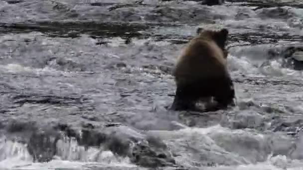 Ours en Alaska — Video