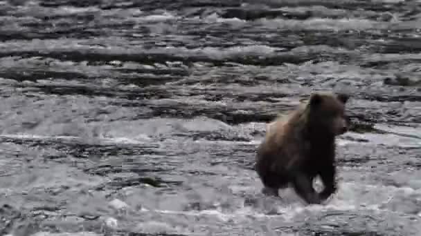 Αρκούδες στην Αλάσκα — Αρχείο Βίντεο