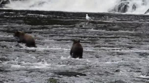 Björnar i Alaska — Stockvideo