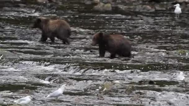 Björnar i Alaska — Stockvideo