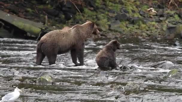 Osos en Alaska — Vídeos de Stock