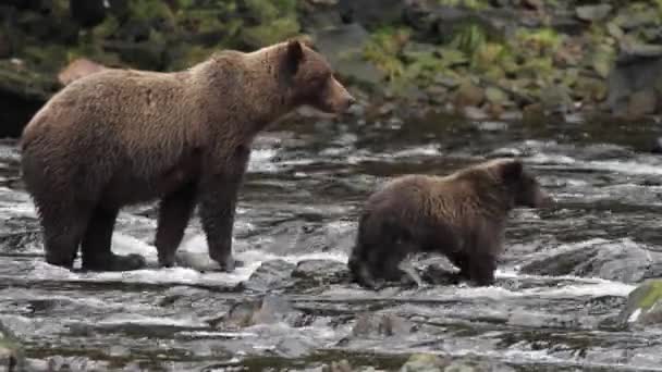 Медведи Аляски — стоковое видео