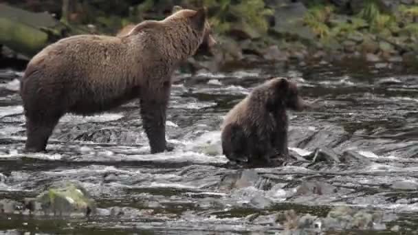 Bären in alaska — Stockvideo