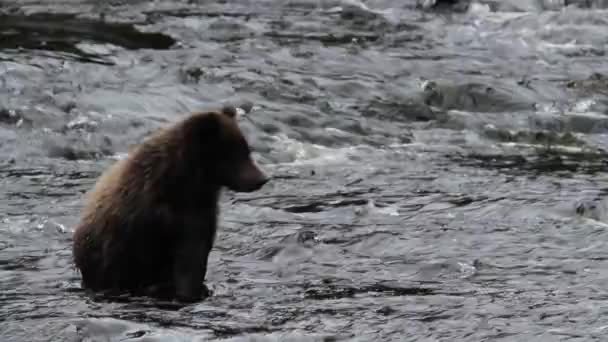 अलास्का मध्ये अस्वल — स्टॉक व्हिडिओ