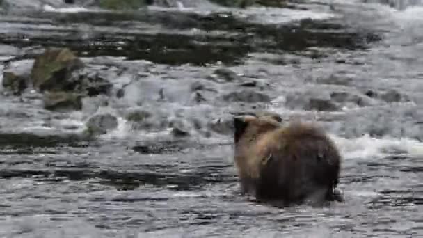 Osos en Alaska — Vídeo de stock