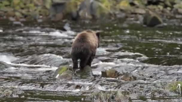 Ursos no Alasca — Vídeo de Stock