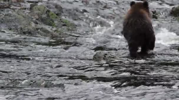 Osos en Alaska — Vídeo de stock